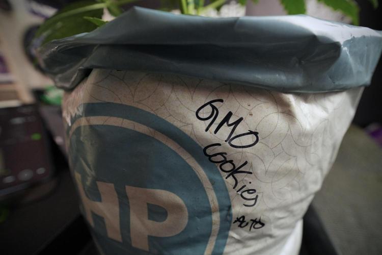 GMO Cookies Served with extra curiosity. Week 6 - GMO Cookies 12/12 From seed 