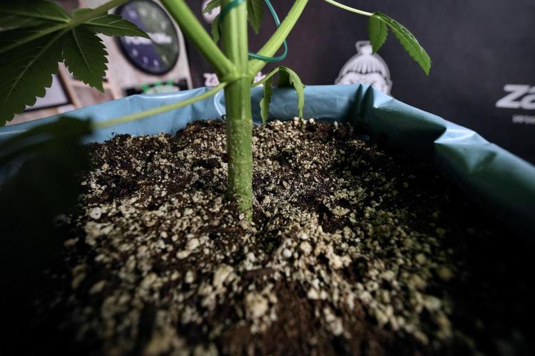 GMO Cookies Served with extra curiosity. Week 6 - GMO Cookies 12/12 From seed 