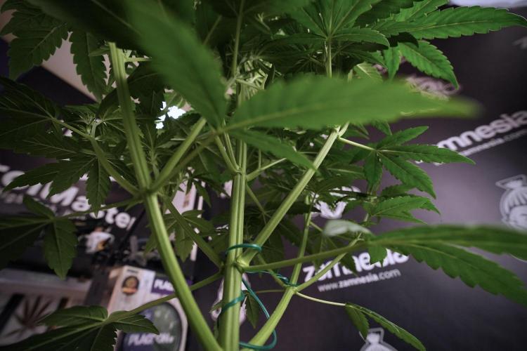 GMO Cookies Served with extra curiosity. Week 6 - GMO Cookies 12/12 From seed 