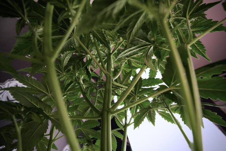 GMO Cookies Served with extra curiosity. Week 6 - GMO Cookies 12/12 From seed 