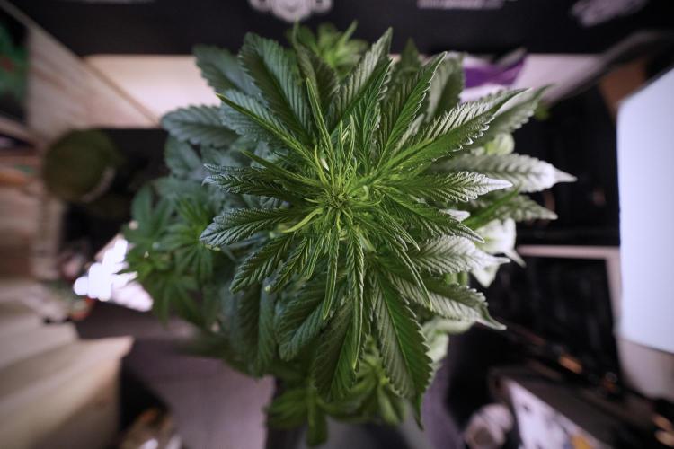 GMO Cookies Served with extra curiosity. Week 6 - GMO Cookies 12/12 From seed 