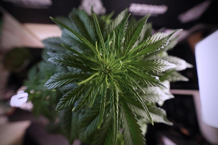 GMO Cookies Served with extra curiosity. Week 6 - GMO Cookies 12/12 From seed 