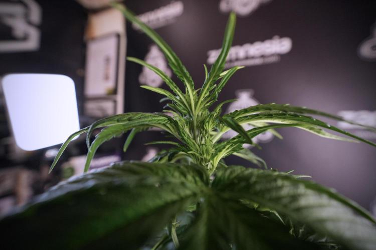 GMO Cookies Served with extra curiosity. Week 6 - GMO Cookies 12/12 From seed 