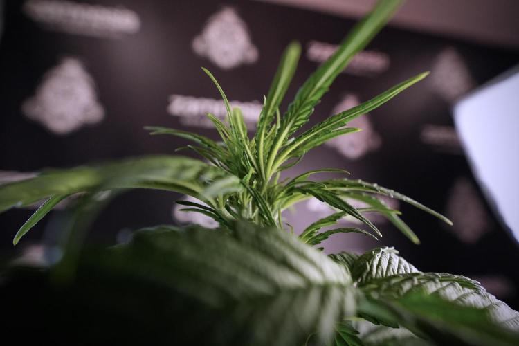 GMO Cookies Served with extra curiosity. Week 6 - GMO Cookies 12/12 From seed 