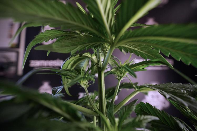 GMO Cookies Served with extra curiosity. Week 6 - GMO Cookies 12/12 From seed 