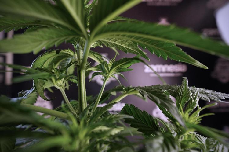 GMO Cookies Served with extra curiosity. Week 6 - GMO Cookies 12/12 From seed 