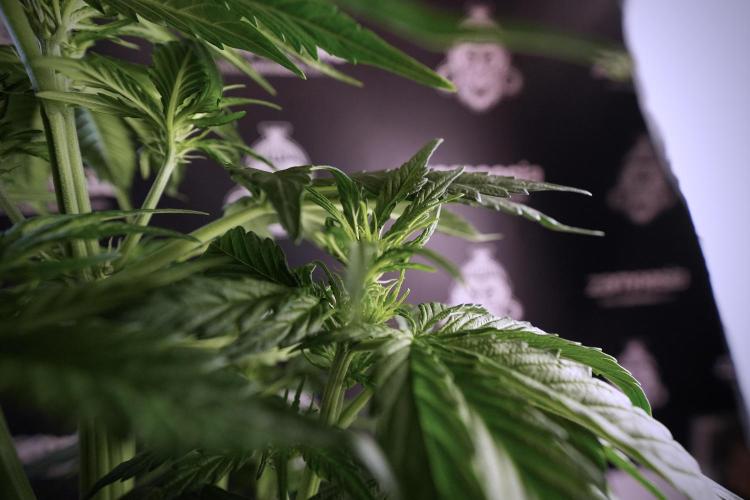 GMO Cookies Served with extra curiosity. Week 6 - GMO Cookies 12/12 From seed 