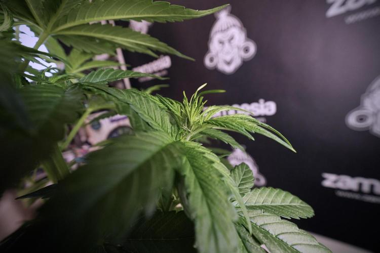 GMO Cookies Served with extra curiosity. Week 6 - GMO Cookies 12/12 From seed 