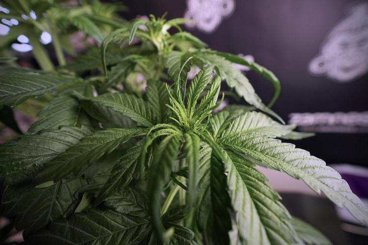 GMO Cookies Served with extra curiosity. Week 6 - GMO Cookies 12/12 From seed 