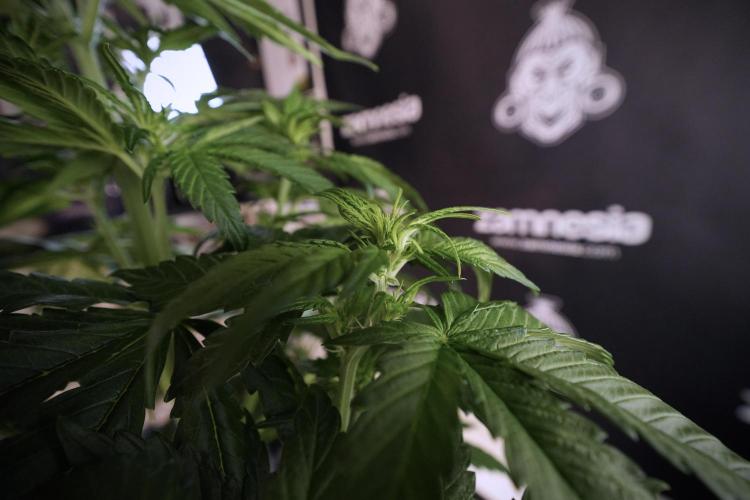 GMO Cookies Served with extra curiosity. Week 6 - GMO Cookies 12/12 From seed 