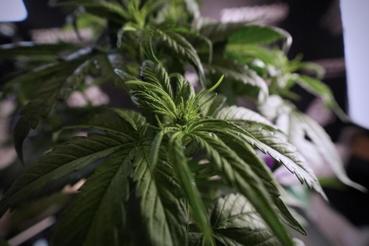 GMO Cookies Served with extra curiosity. Week 6 - GMO Cookies 12/12 From seed 