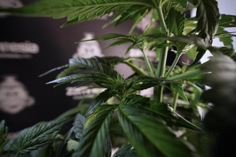 GMO Cookies Served with extra curiosity. Week 6 - GMO Cookies 12/12 From seed 