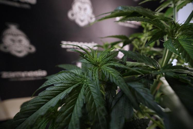 GMO Cookies Served with extra curiosity. Week 6 - GMO Cookies 12/12 From seed 