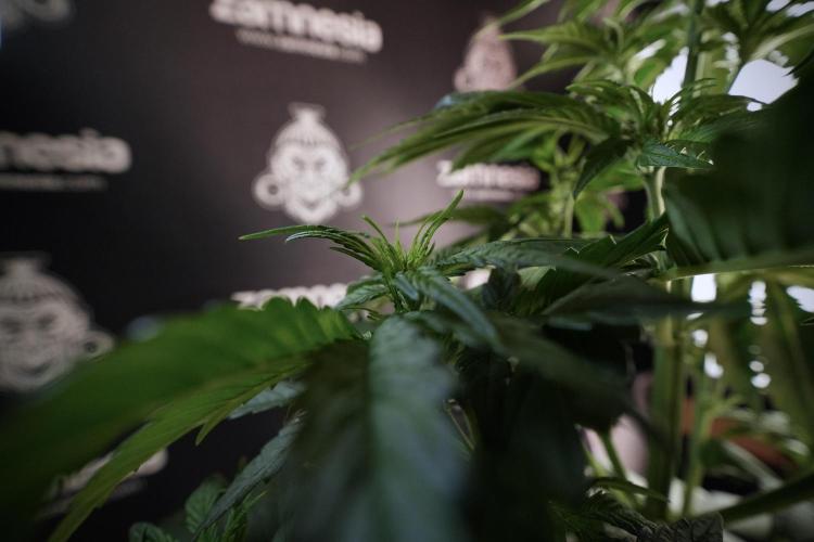 GMO Cookies Served with extra curiosity. Week 6 - GMO Cookies 12/12 From seed 