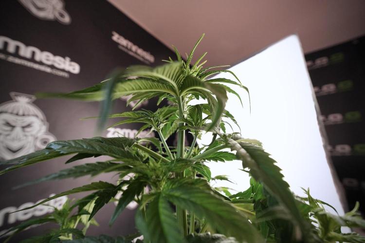 GMO Cookies Served with extra curiosity. Week 6 - GMO Cookies 12/12 From seed 