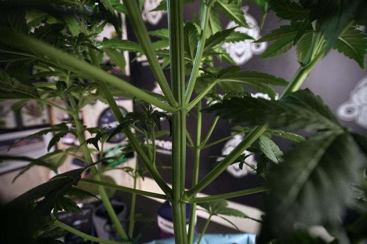 GMO Cookies Served with extra curiosity. Week 6 - GMO Cookies 12/12 From seed 