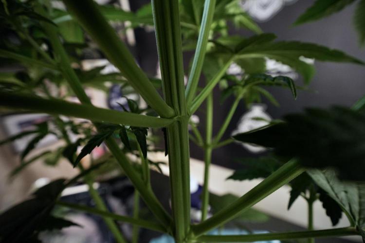 GMO Cookies Served with extra curiosity. Week 6 - GMO Cookies 12/12 From seed 