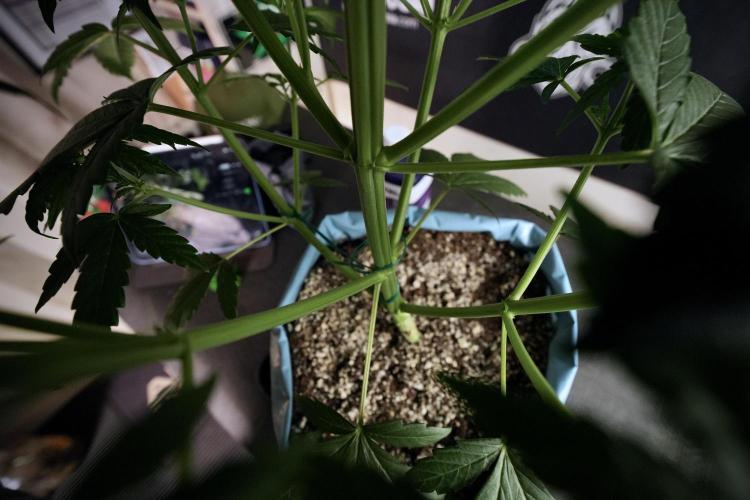 GMO Cookies Served with extra curiosity. Week 6 - GMO Cookies 12/12 From seed 