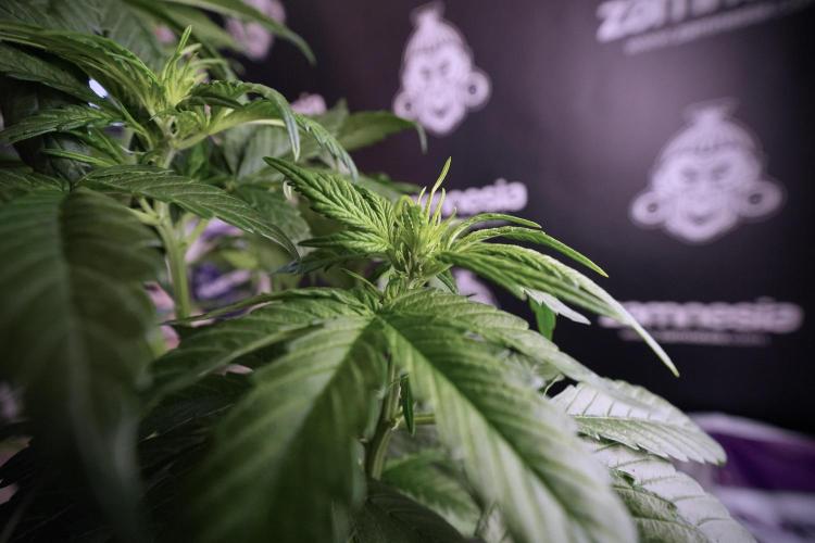 GMO Cookies Served with extra curiosity. Week 6 - GMO Cookies 12/12 From seed 