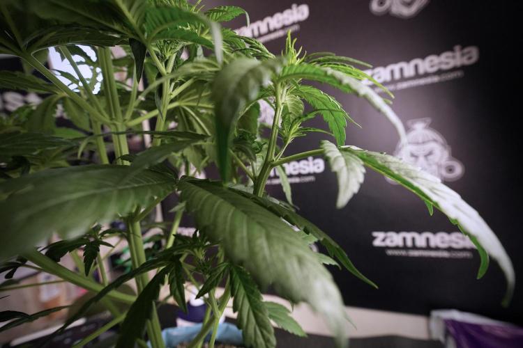 GMO Cookies Served with extra curiosity. Week 6 - GMO Cookies 12/12 From seed 