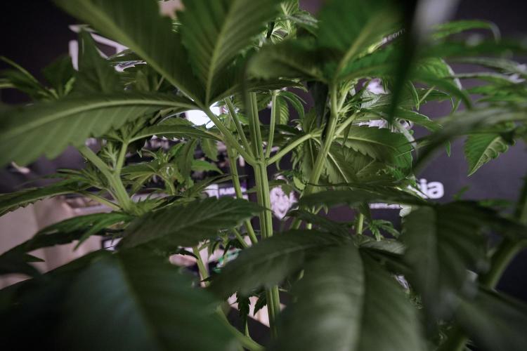 GMO Cookies Served with extra curiosity. Week 6 - GMO Cookies 12/12 From seed 