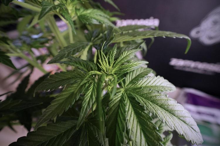 GMO Cookies Served with extra curiosity. Week 6 - GMO Cookies 12/12 From seed 