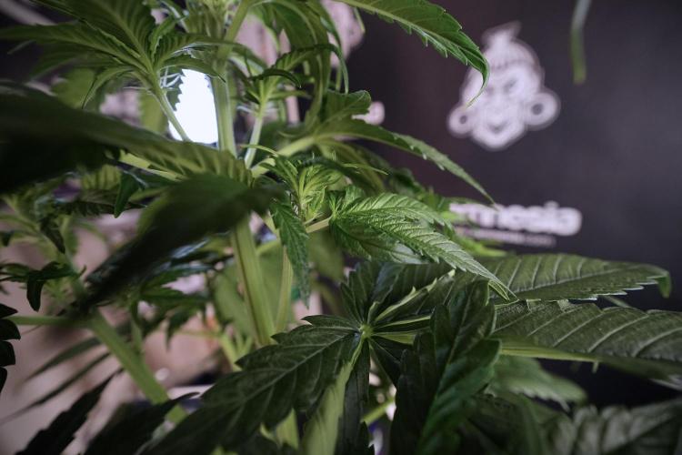 GMO Cookies Served with extra curiosity. Week 6 - GMO Cookies 12/12 From seed 