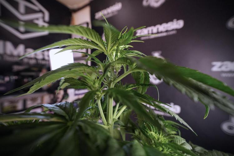 GMO Cookies Served with extra curiosity. Week 6 - GMO Cookies 12/12 From seed 