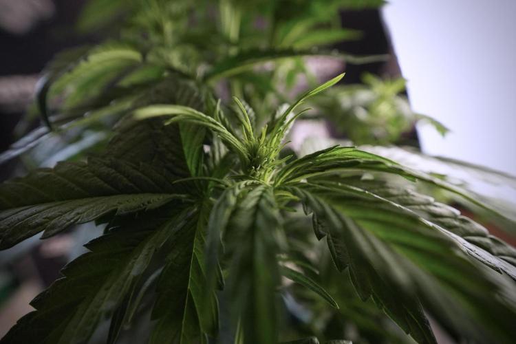 GMO Cookies Served with extra curiosity. Week 6 - GMO Cookies 12/12 From seed 