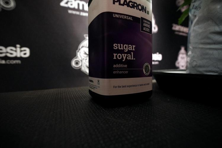 GMO Cookies Served with extra curiosity. Week 6 - Sugar Royal