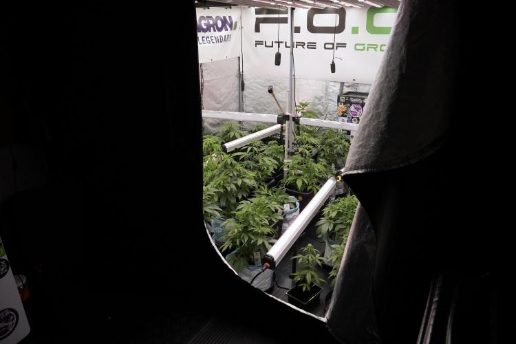 GMO Cookies Served with extra curiosity. Week 6 - Room and views 