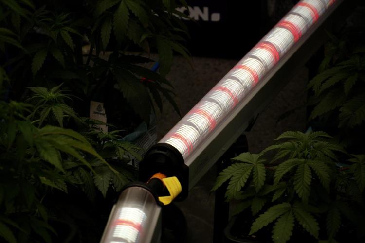 GMO Cookies Served with extra curiosity. Week 6 - Room and views 