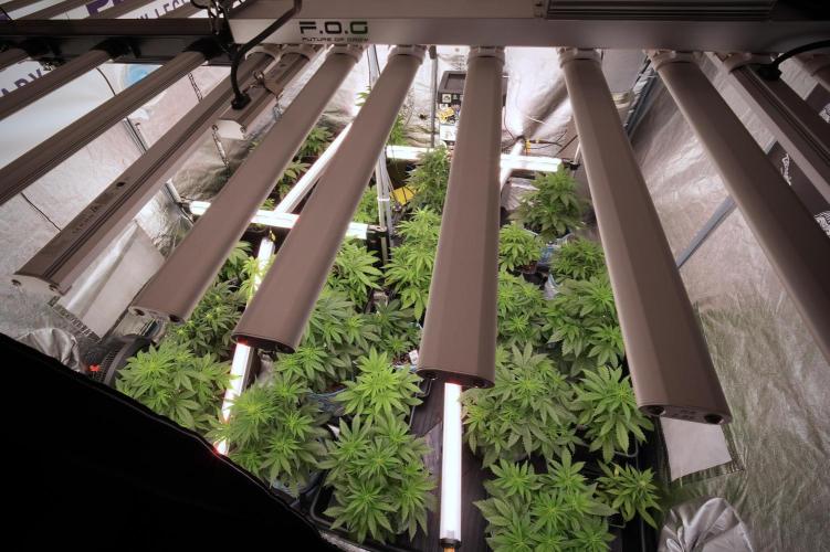 GMO Cookies Served with extra curiosity. Week 6 - Room and views 