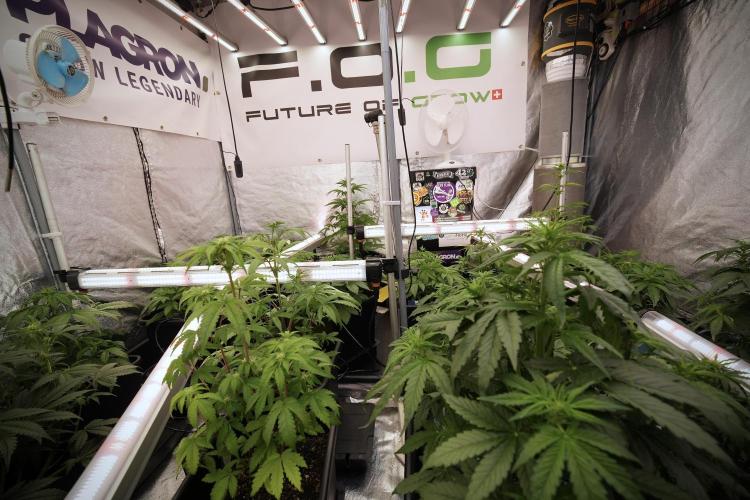 GMO Cookies Served with extra curiosity. Week 6 - Room and views 