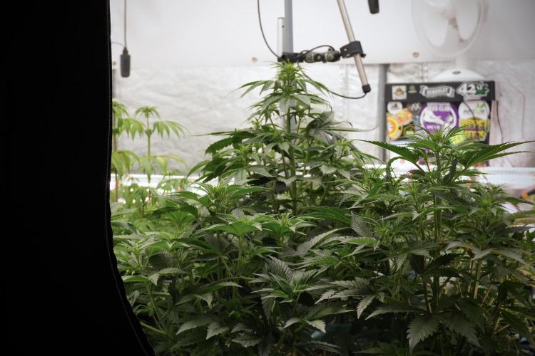 GMO Cookies Served with extra curiosity. Week 6 - Room and views 