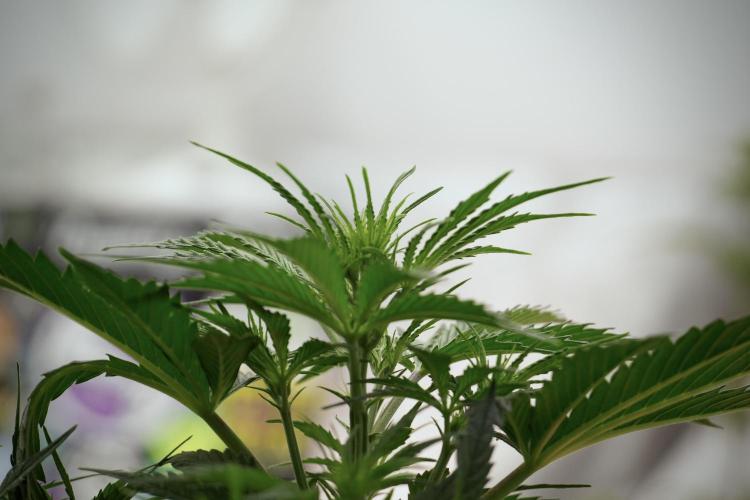 GMO Cookies Served with extra curiosity. Week 6 - Room and views 