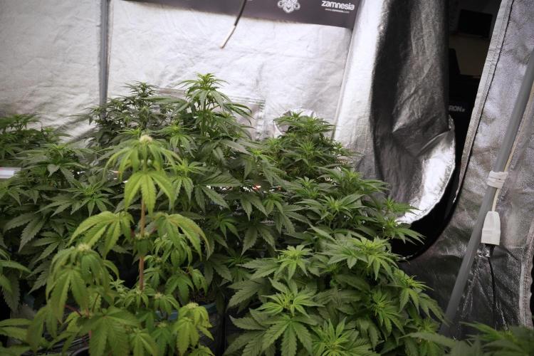 GMO Cookies Served with extra curiosity. Week 6 - Room and views 