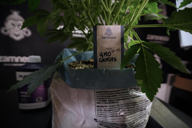 GMO Cookies Served with extra curiosity. Week 6 - GMO Cookies 12/12 From seed 