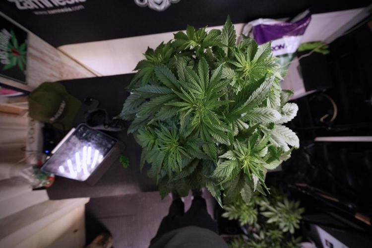 GMO Cookies Served with extra curiosity. Week 6 - GMO Cookies 12/12 From seed 