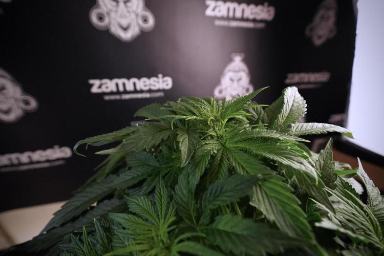 GMO Cookies Served with extra curiosity. Week 6 - GMO Cookies 12/12 From seed 