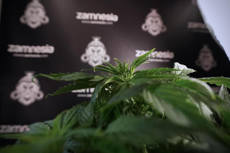 GMO Cookies Served with extra curiosity. Week 6 - GMO Cookies 12/12 From seed 