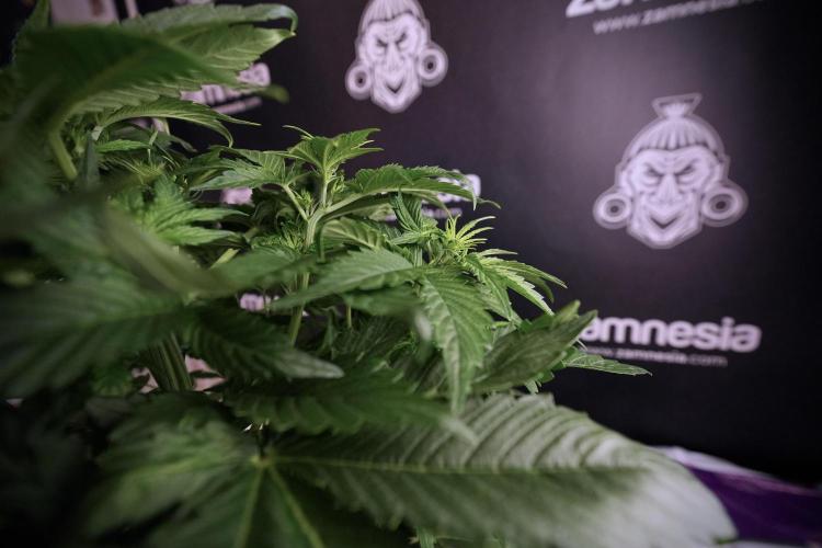 GMO Cookies Served with extra curiosity. Week 6 - GMO Cookies 12/12 From seed 