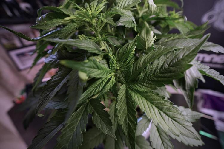 GMO Cookies Served with extra curiosity. Week 6 - GMO Cookies 12/12 From seed 