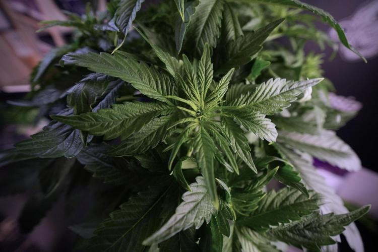 GMO Cookies Served with extra curiosity. Week 6 - GMO Cookies 12/12 From seed 