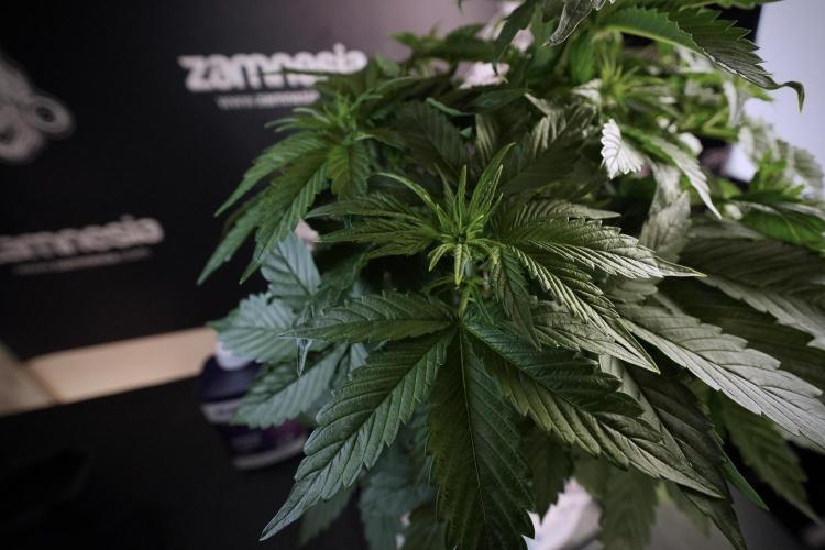 GMO Cookies Served with extra curiosity. Week 6 - GMO Cookies 12/12 From seed 