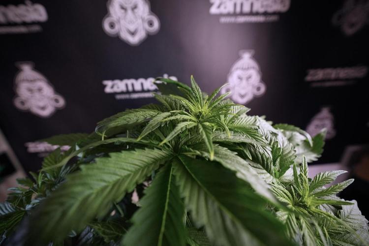 GMO Cookies Served with extra curiosity. Week 6 - GMO Cookies 12/12 From seed 