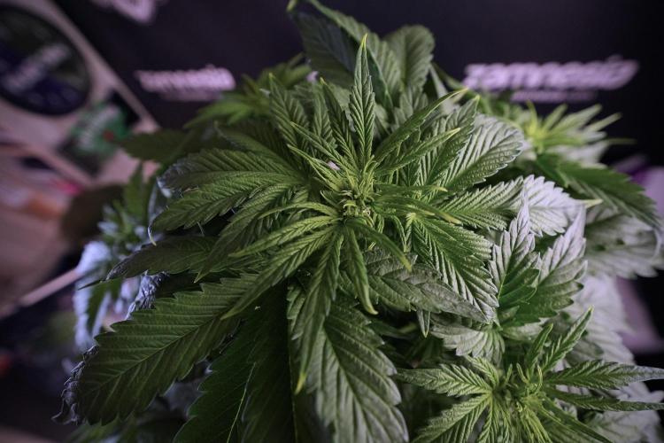 GMO Cookies Served with extra curiosity. Week 6 - GMO Cookies 12/12 From seed 