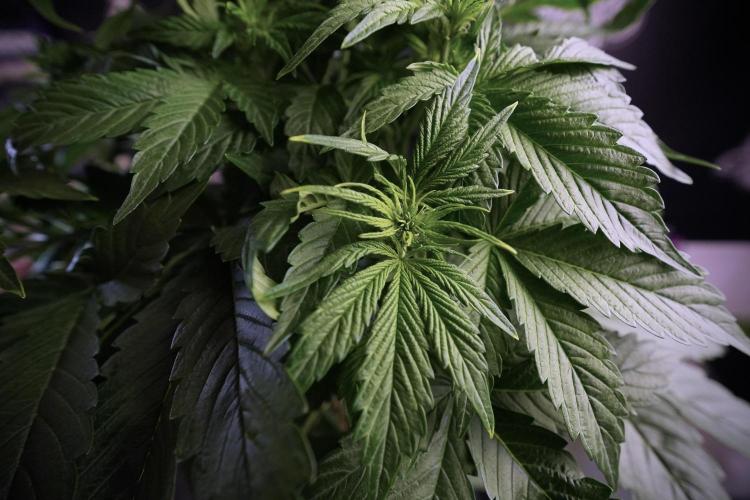 GMO Cookies Served with extra curiosity. Week 6 - GMO Cookies 12/12 From seed 