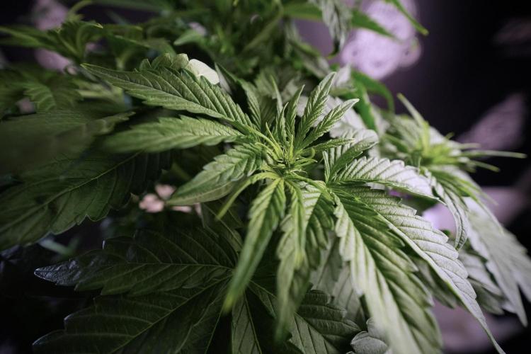 GMO Cookies Served with extra curiosity. Week 6 - GMO Cookies 12/12 From seed 