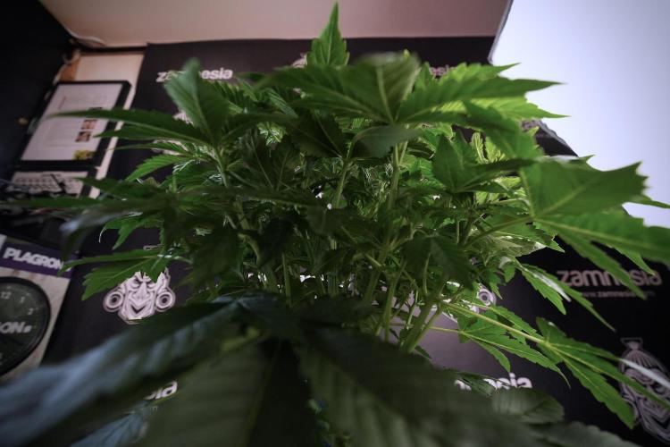 GMO Cookies Served with extra curiosity. Week 6 - GMO Cookies 12/12 From seed 